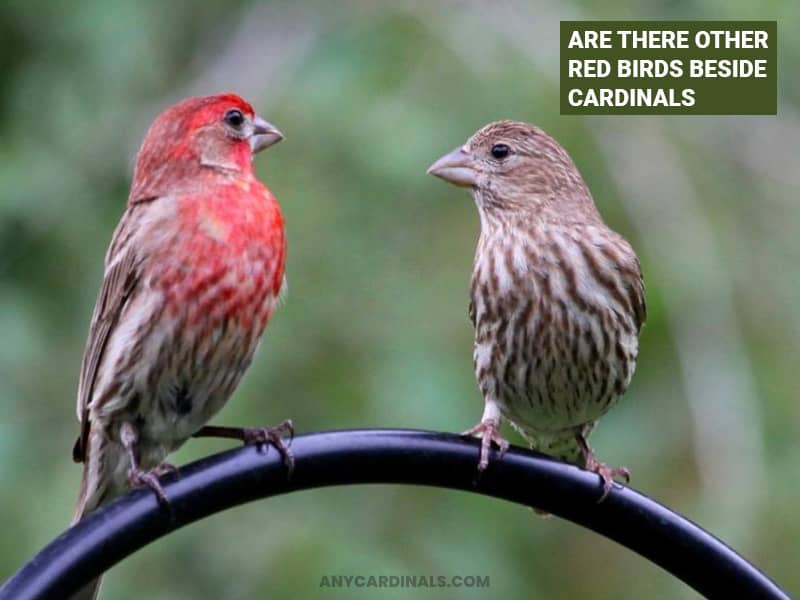 Are There Other Red Birds Beside Cardinals