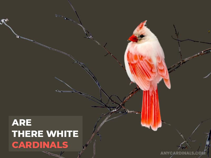 Are There White Cardinals