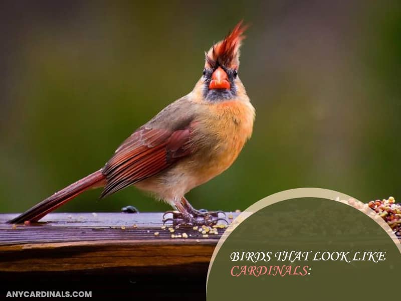 Birds That Look Like Cardinals