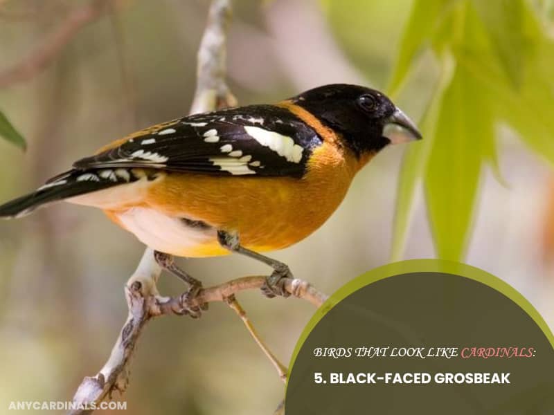 Birds Look Like Black-faced Grosbeak