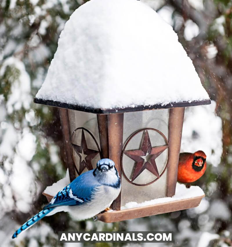 Can Blue Jays and Cardinals Stay Together
