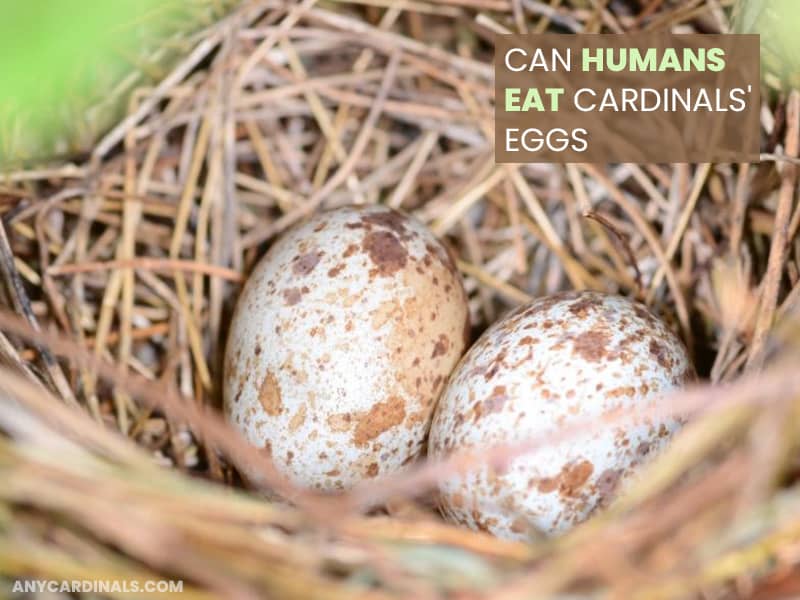 Can Humans Eat Cardinals' Eggs