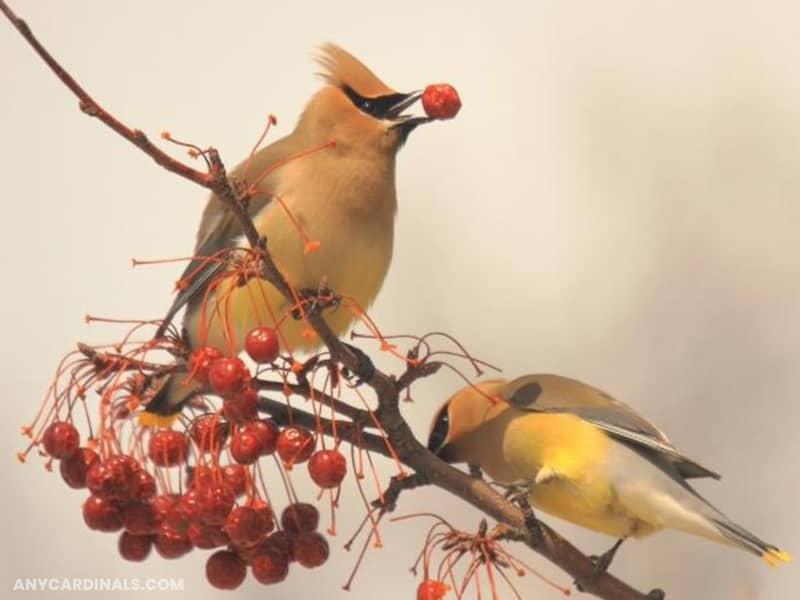 Cedar Waxwing: Birds Look Like Cardinal