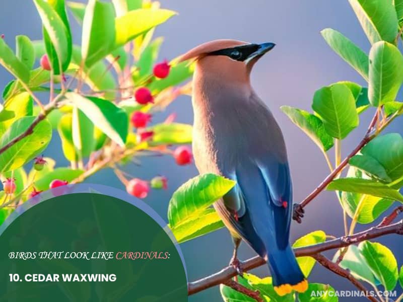 Birds Look Like Cedar Waxwing