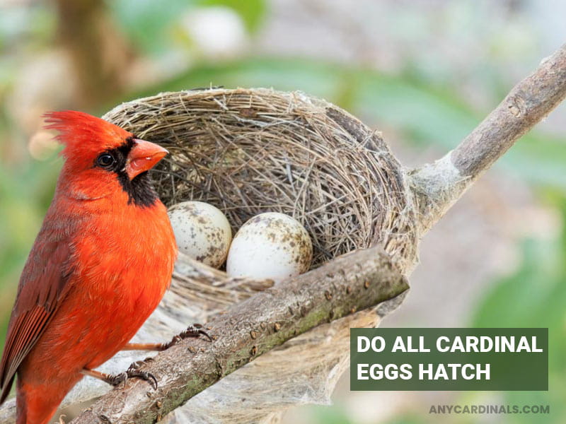 Do All Cardinal Eggs Hatch