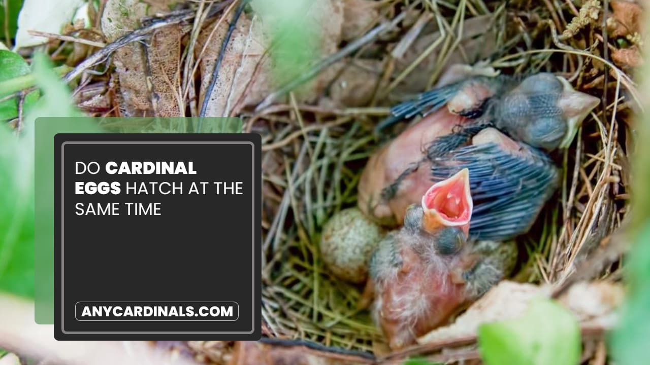 Do Cardinal Eggs Hatch At The Same Time