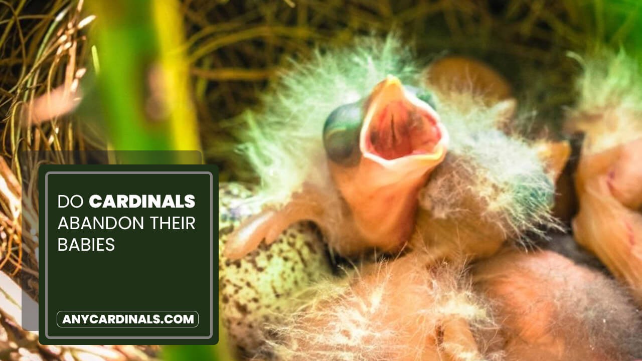 Do Cardinals Abandon Their Babies