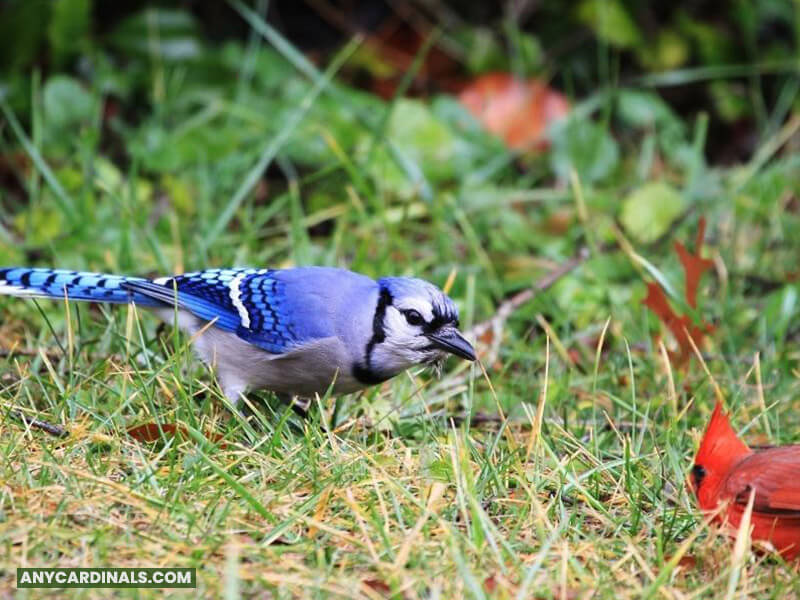 Do Cardinals And Blue Jays Mate
