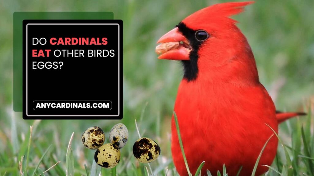 Do Cardinals Eat Other Birds Eggs