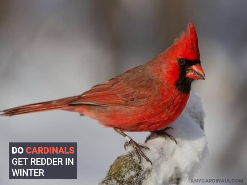 Do Cardinals Get Redder In Winter