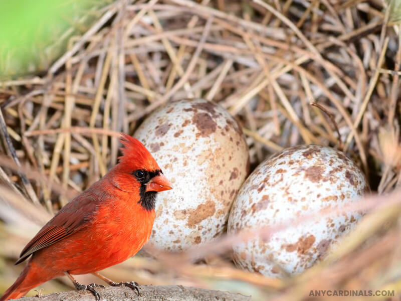 Do Cardinals Jettison Their Eggs