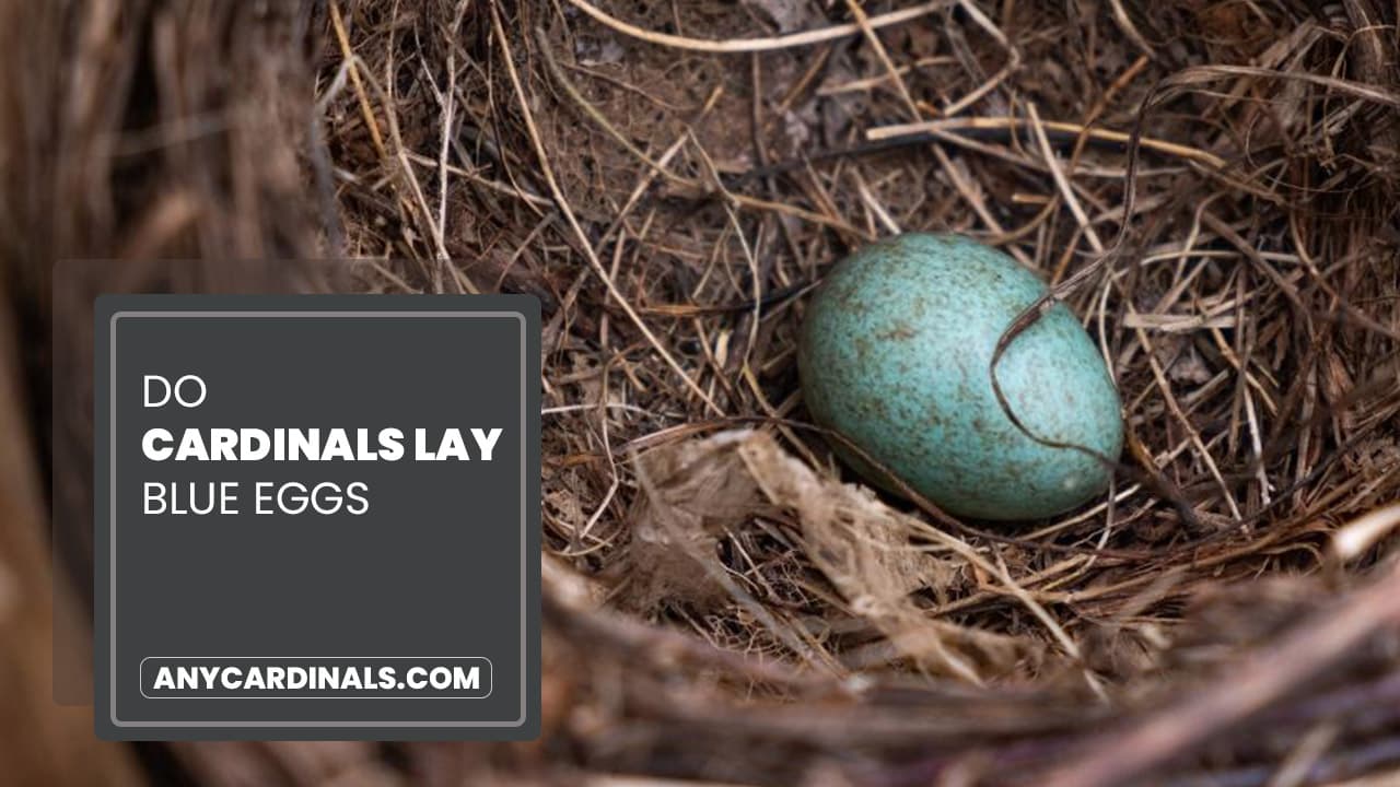 Do Cardinals Lay Blue Eggs