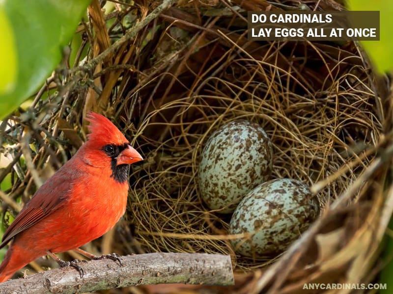 Do Cardinals Lay Eggs All At Once