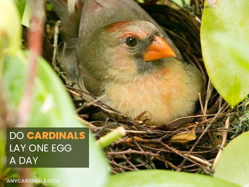 Do Cardinals Lay One Egg A Day