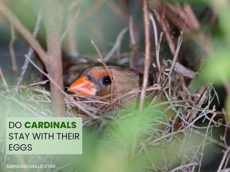 Do Cardinals Stay With Their Eggs