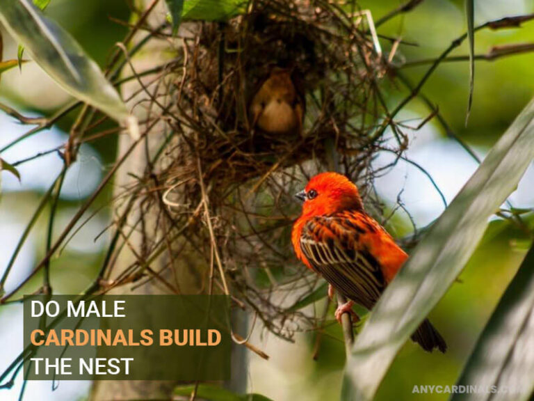 Do Male Cardinals Protect The Nest? Any Cardinals