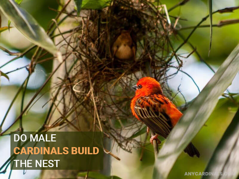 Do Male Cardinals Build The Nest