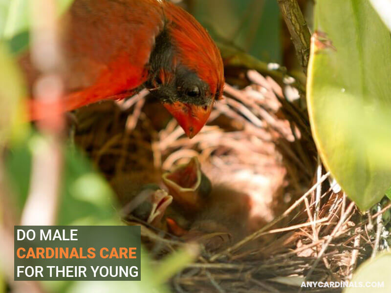 Do Male Cardinals Care For Their Young