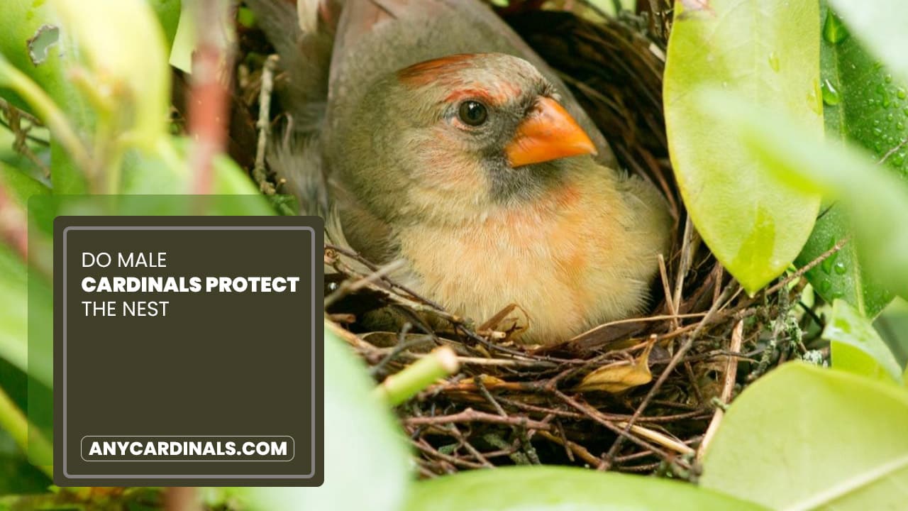 Do Male Cardinals Protect The Nest