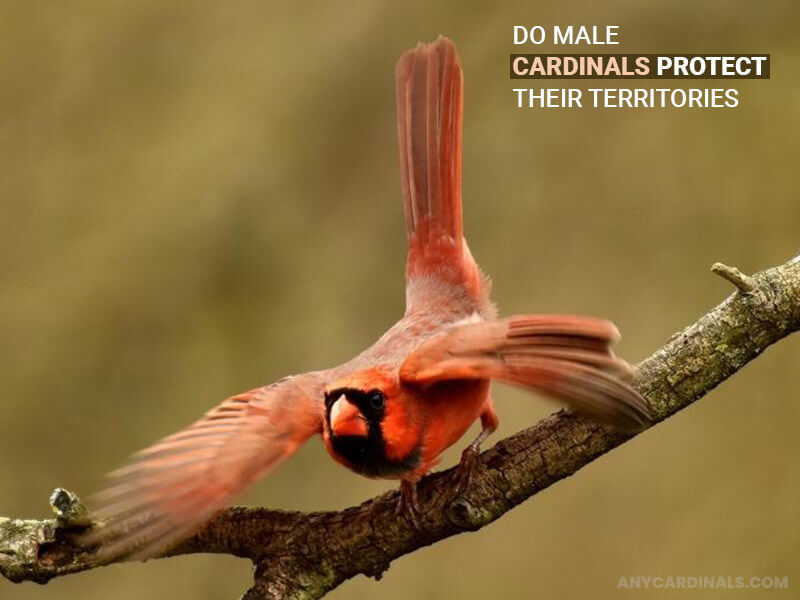 Do Male Cardinals Protect Their Territories