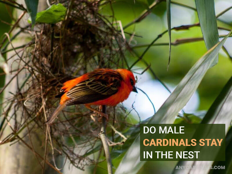 Do Male Cardinals Stay In The Nest