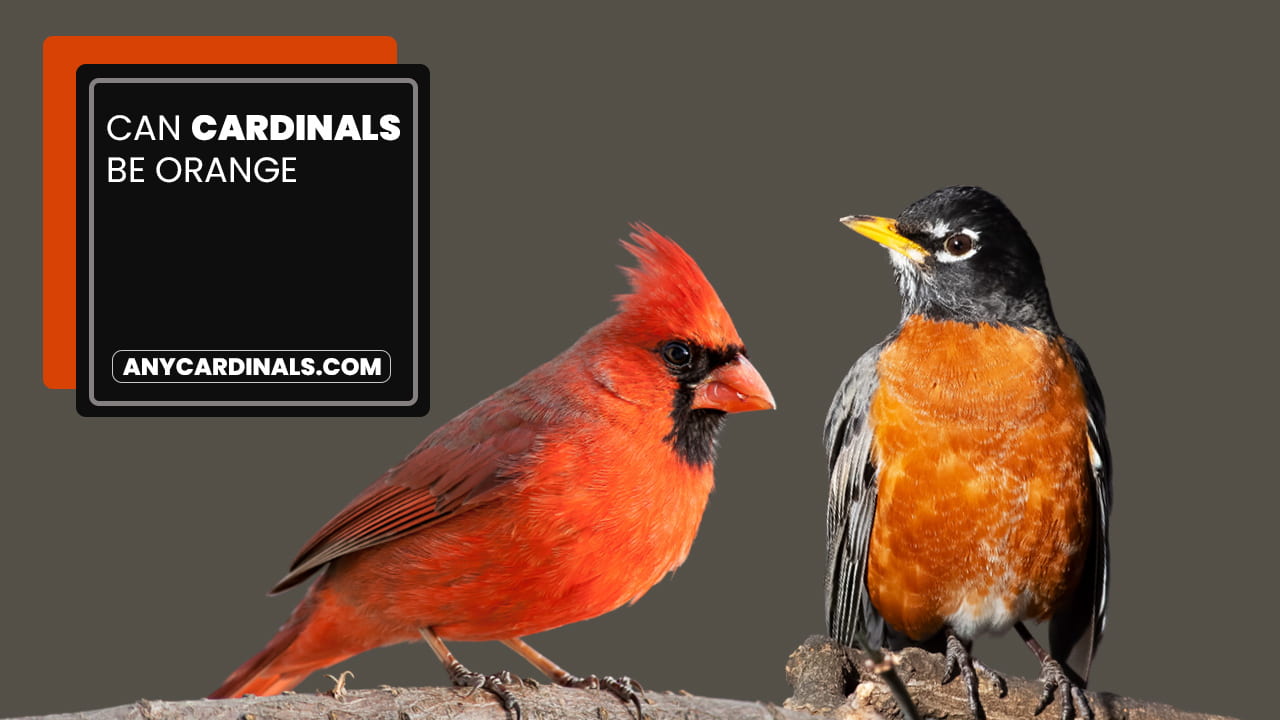 Do Robins And Cardinals Get Along