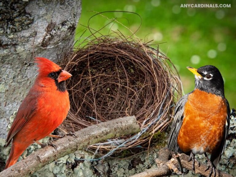 Do Robins And Cardinals Get Along? Any Cardinals
