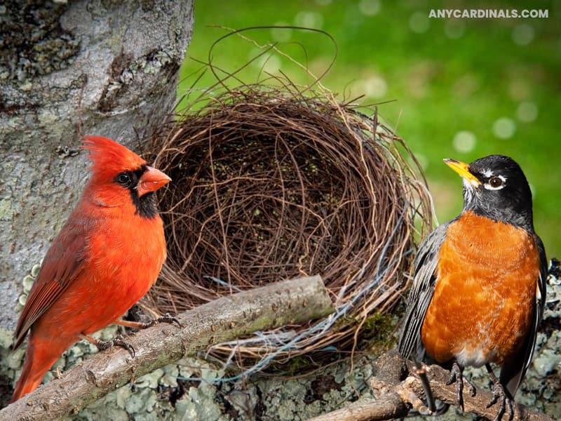 Do Robins And Cardinals Share Nest