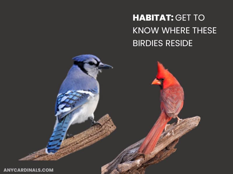 Habitat: Get To Know Where These Birdies Reside