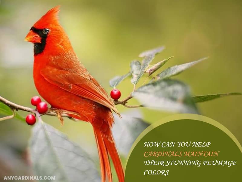 How Can You Help Cardinals Maintain Their Stunning Plumage Colors