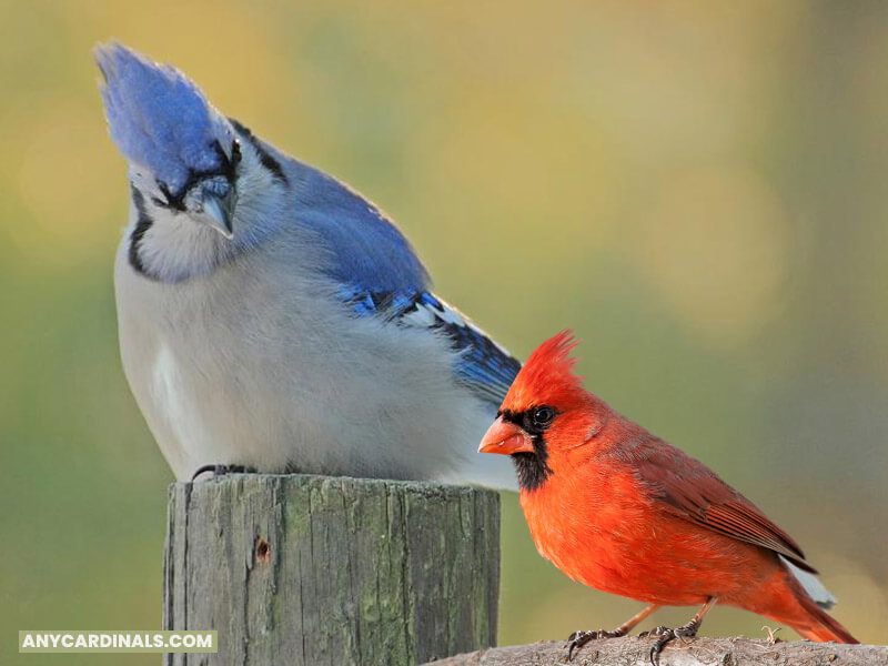 How Can You Protect Cardinals From Blue Jays