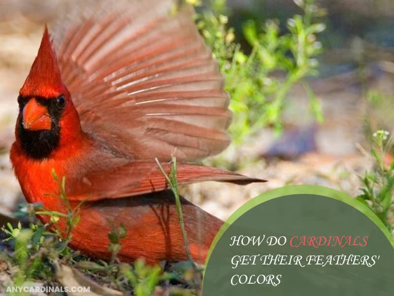 How Do Cardinals Get Their Feathers' Colors?