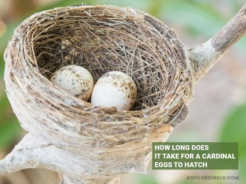 How Long Does It Take For A Cardinal Eggs To Hatch