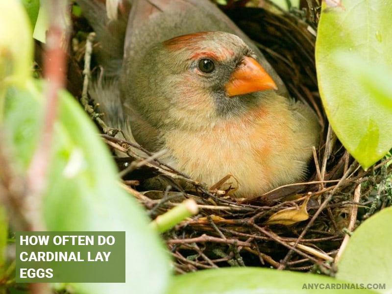How Often Do Cardinal Lay Eggs