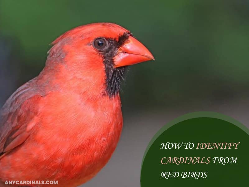 How To Identify Cardinals From Red Birds