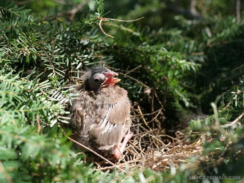 I Found A Jettisoned Baby Cardinal. What Do I Do