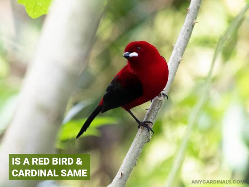 Is A Red Bird & Cardinal Same