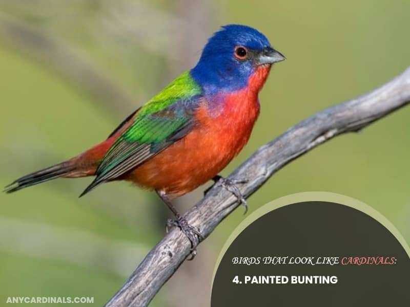 Birds Look Like Painted Bunting