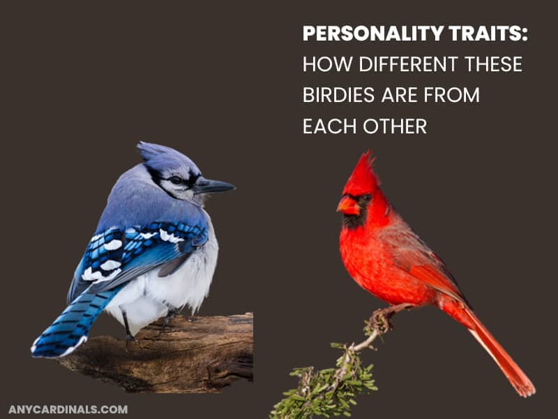 Personality Traits: How Different These Birdies Are From Each Other