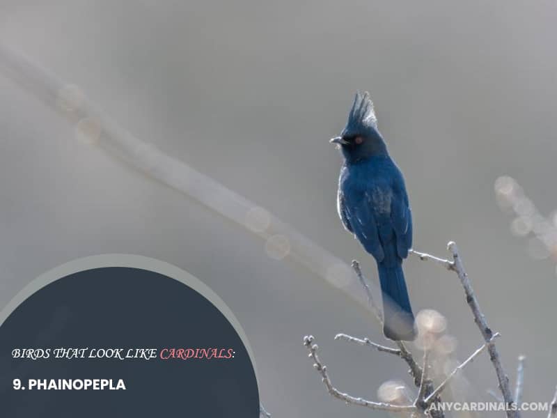 Birds Look Like Phainopepla