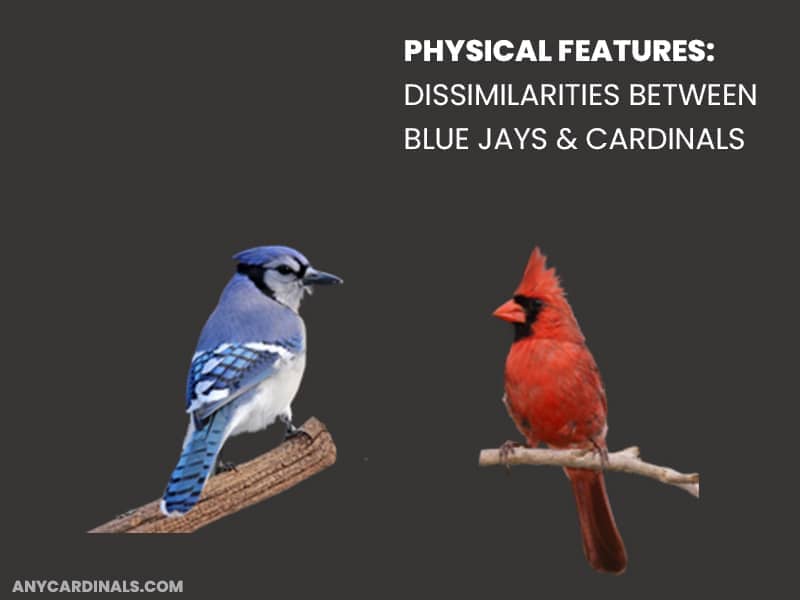 Physical Features: Dissimilarities Between Blue Jays & Cardinals
