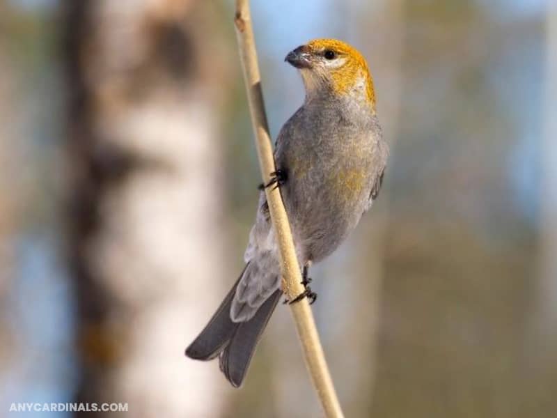 Pine Grosbeak: Birds Look Like Cardinal