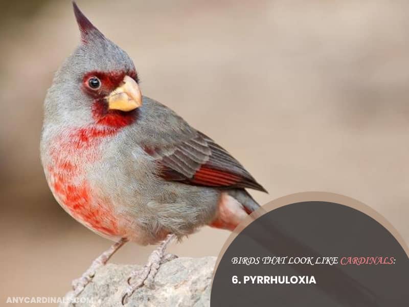 Birds Look Like Pyrrhuloxia