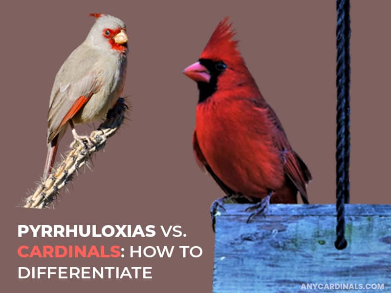 Pyrrhuloxias Vs. Cardinals: How TO Differentiate