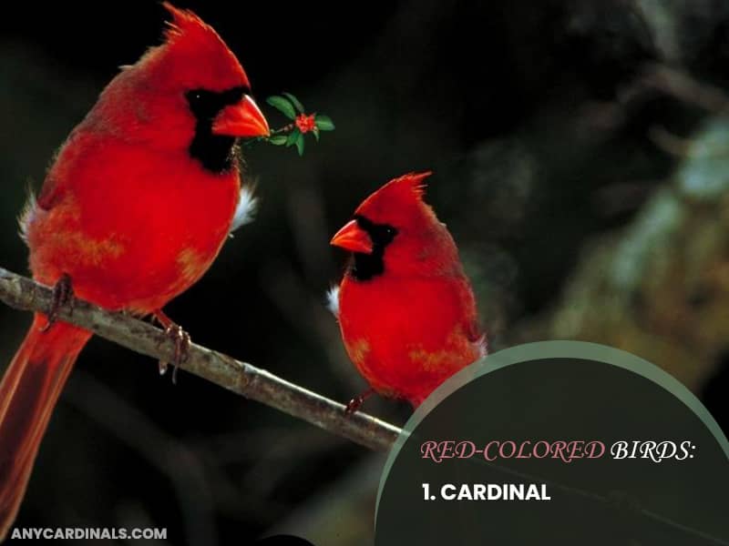 Red-Colored Birds: Cardinals