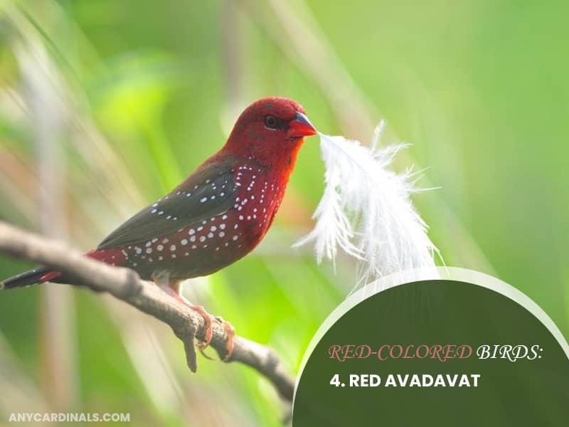 Red-Colored Birds: Red Avadavat