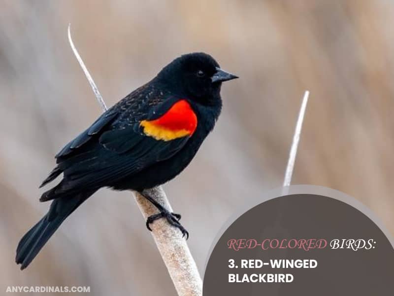 Red-Colored Birds: Red-Winged Blackbirds