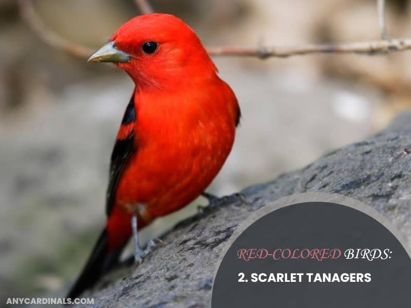 Red-Colored Birds: Scarlet Tanagers