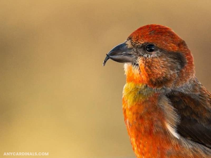 Red Crossbill: Birds Look Like Cardinal