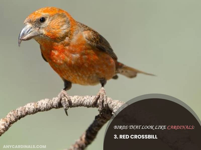 Birds Look Like Red Crossbill